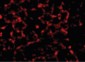 MTCH2 Antibody (N-Terminus)
